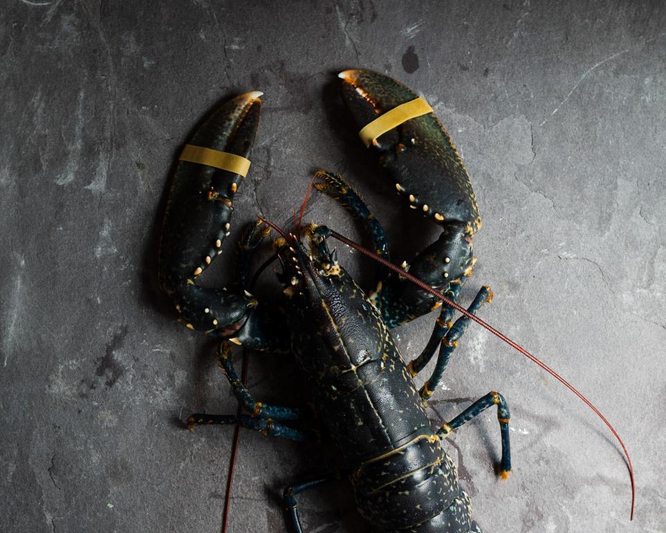 A black lobster lies on a slate