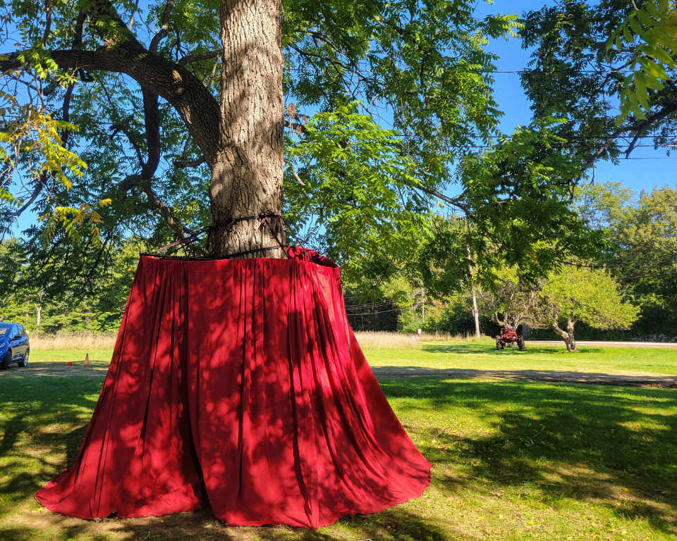 A large tree outdoors is surrounded at its base by a deep red curtain-like fabric on a sunny day.