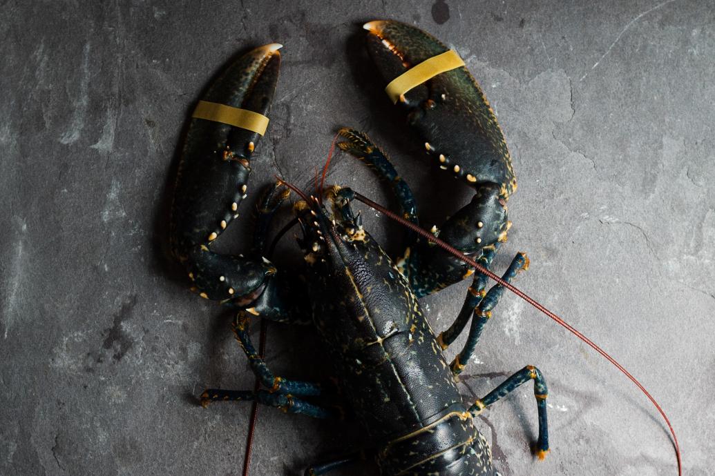 A black lobster lies on a slate