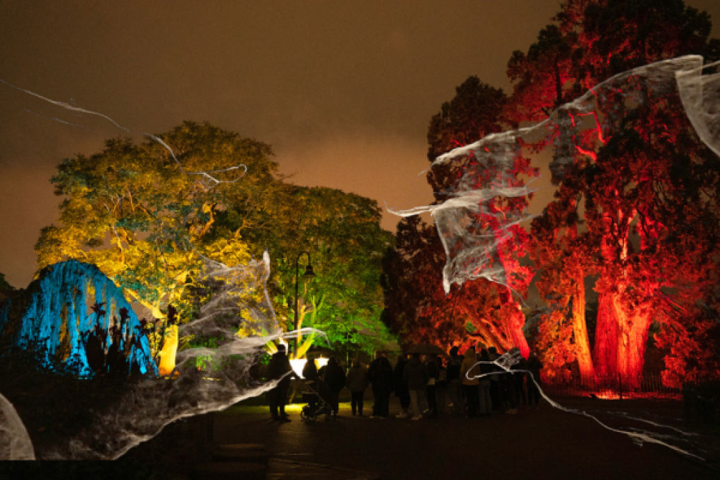 An artwork installation in a wooden area showing coloured lights projected onto trees.  