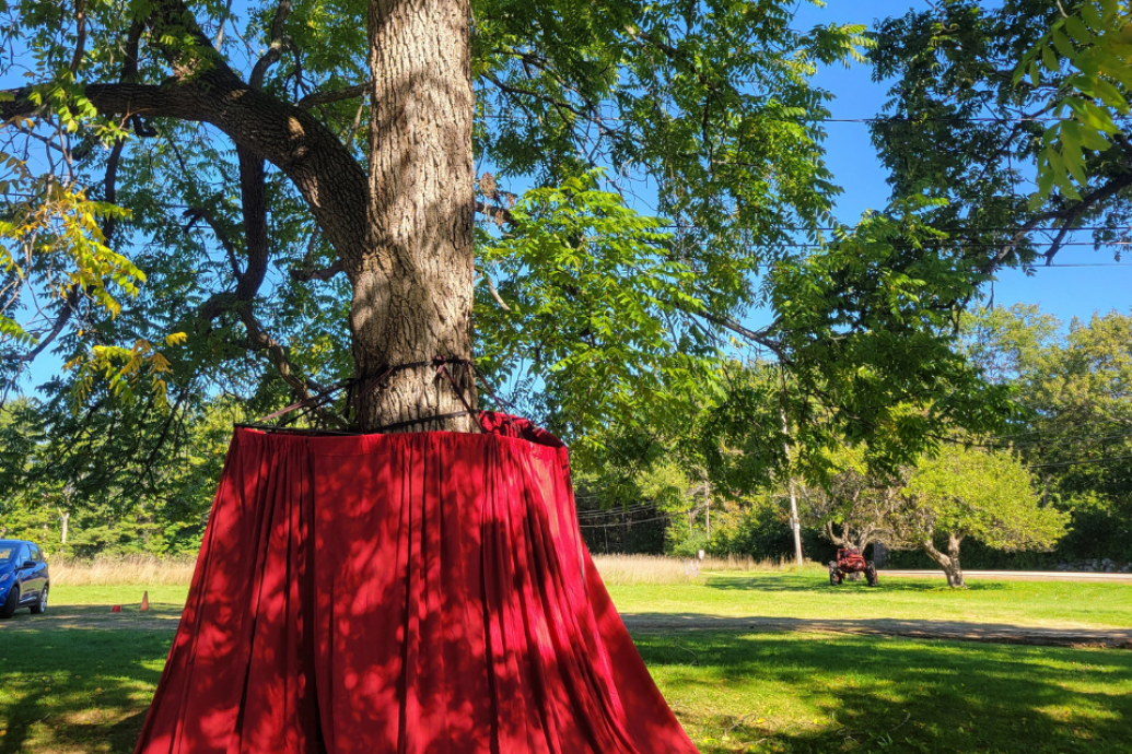A large tree outdoors is surrounded at its base by a deep red curtain-like fabric on a sunny day.